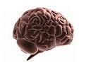 human brain lyme psychology