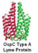OspC Type A Lyme Protein